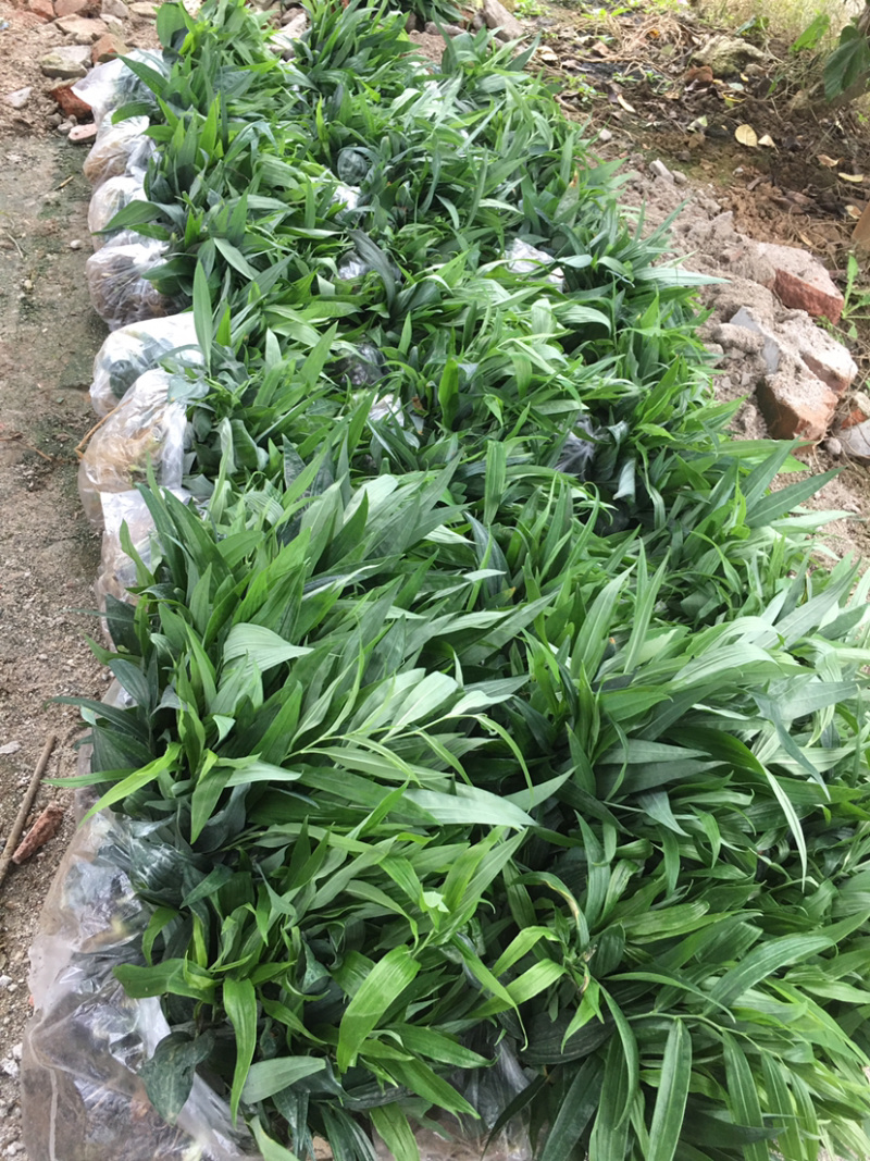 黄精苗多花姜形不到苗（药典品种）高杆高产货真价实