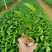 白花牛奶根苗：已上市需要的联系…：：：：：：