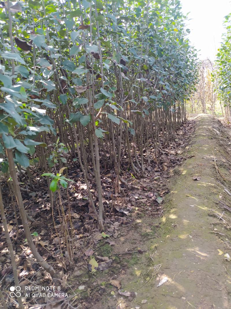 八棱海棠小苗1-3公分张家口八棱海棠苗大量批发