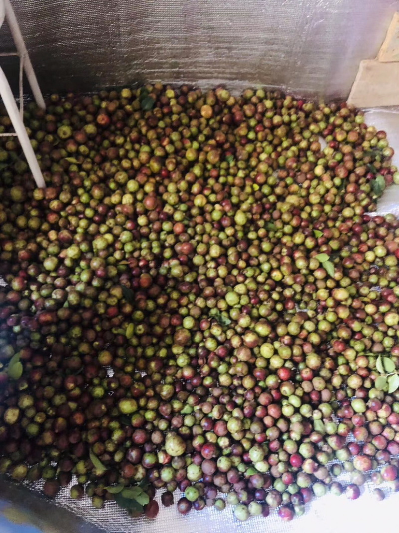 油茶籽，油茶子，茶子