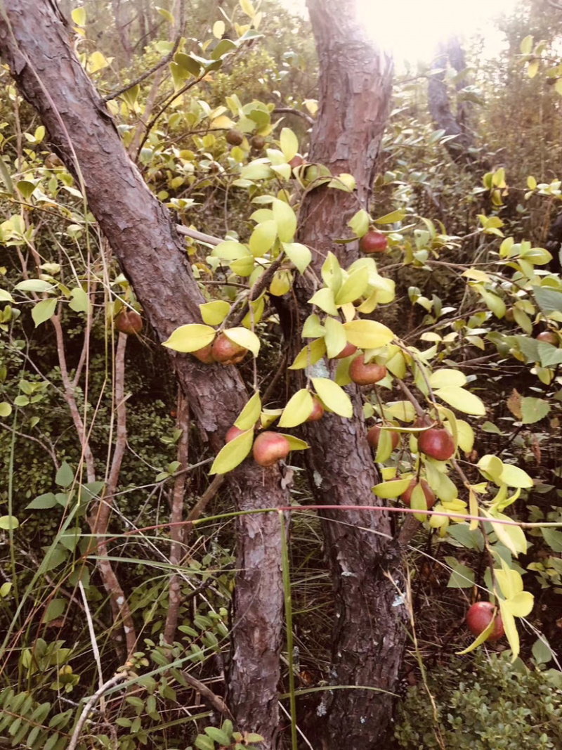 油茶籽，油茶子，茶子