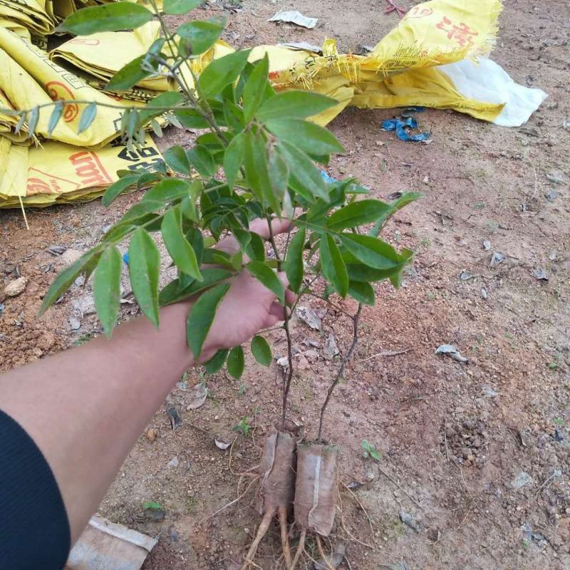 中药材，牛大力苗，：：种植的联系…：：：