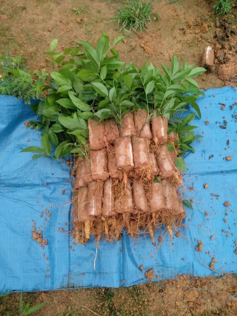 中药材，牛大力苗，：：种植的联系…：：：