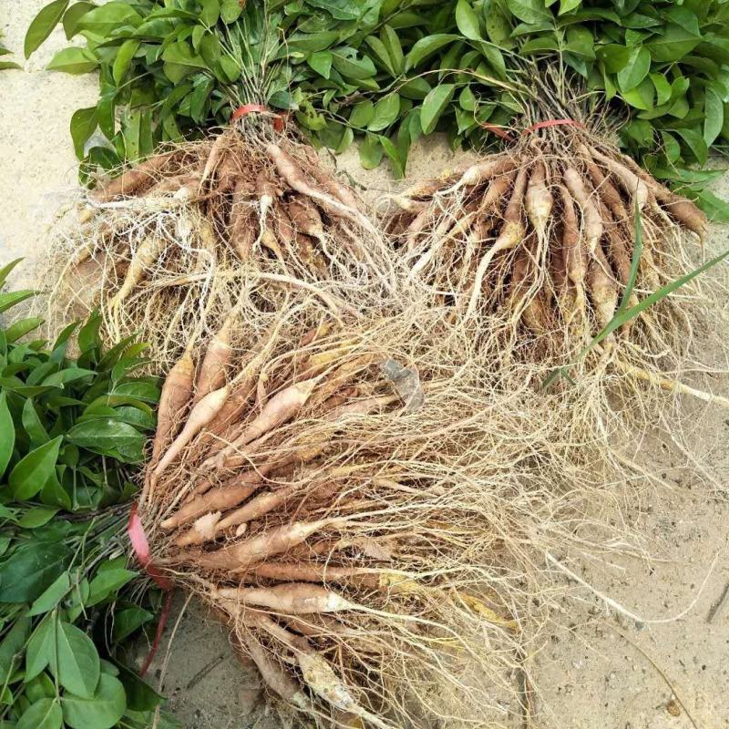 中药材，牛大力苗，：：种植的联系…：：：