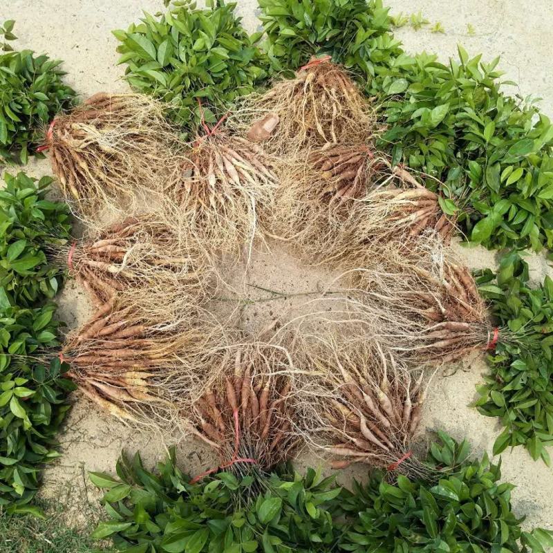 中药材，牛大力苗，：：种植的联系…：：：