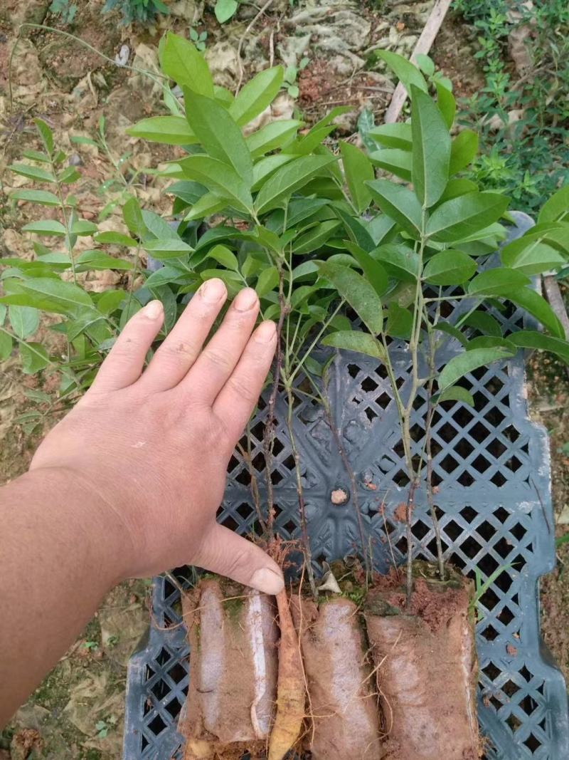 中药材，牛大力苗，：：种植的联系…：：：
