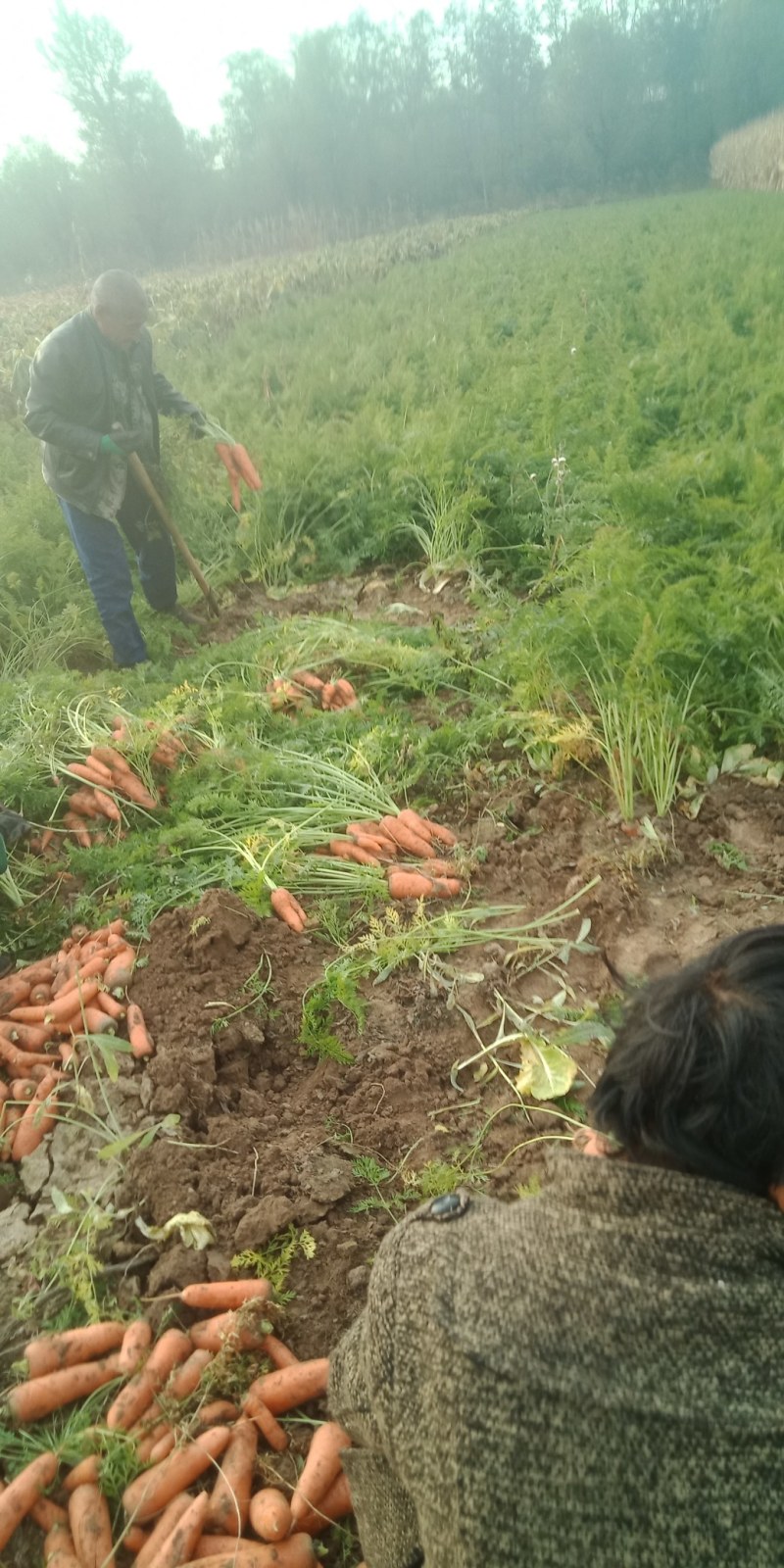 精品三红胡萝卜大量上市