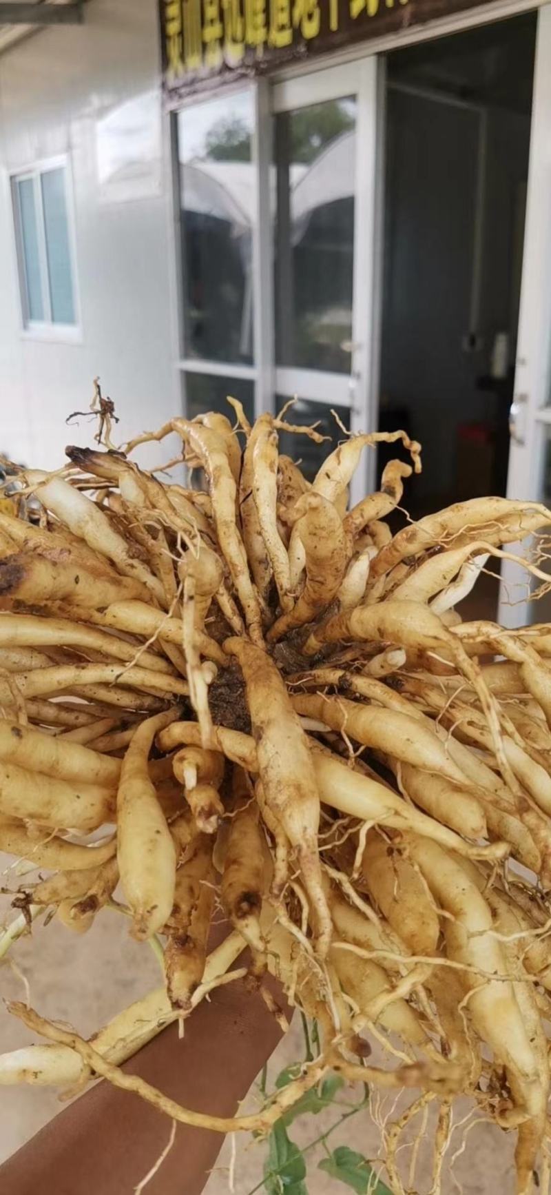 广西对叶白红花百部苗，大苗，祼根苗…：：：
