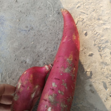 西瓜红河北饶阳县王岗万亩红暑基地纯沙地货，提供各种包装箱