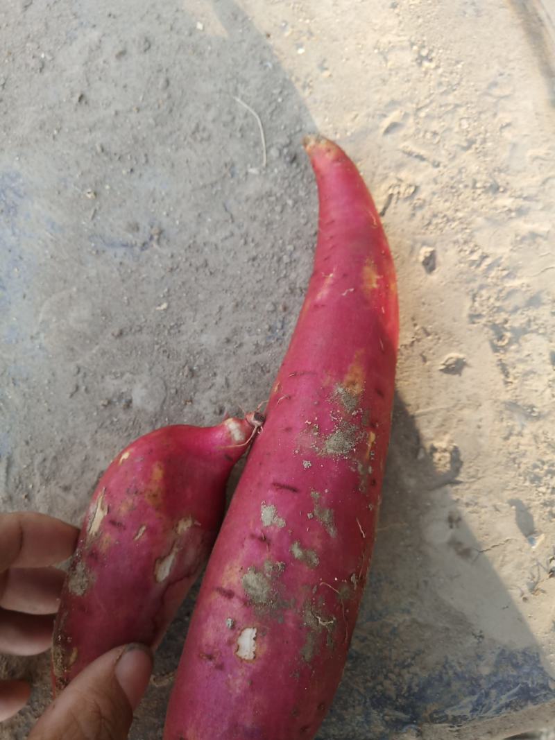 西瓜红河北饶阳县王岗万亩红暑基地纯沙地货，提供各种包装箱