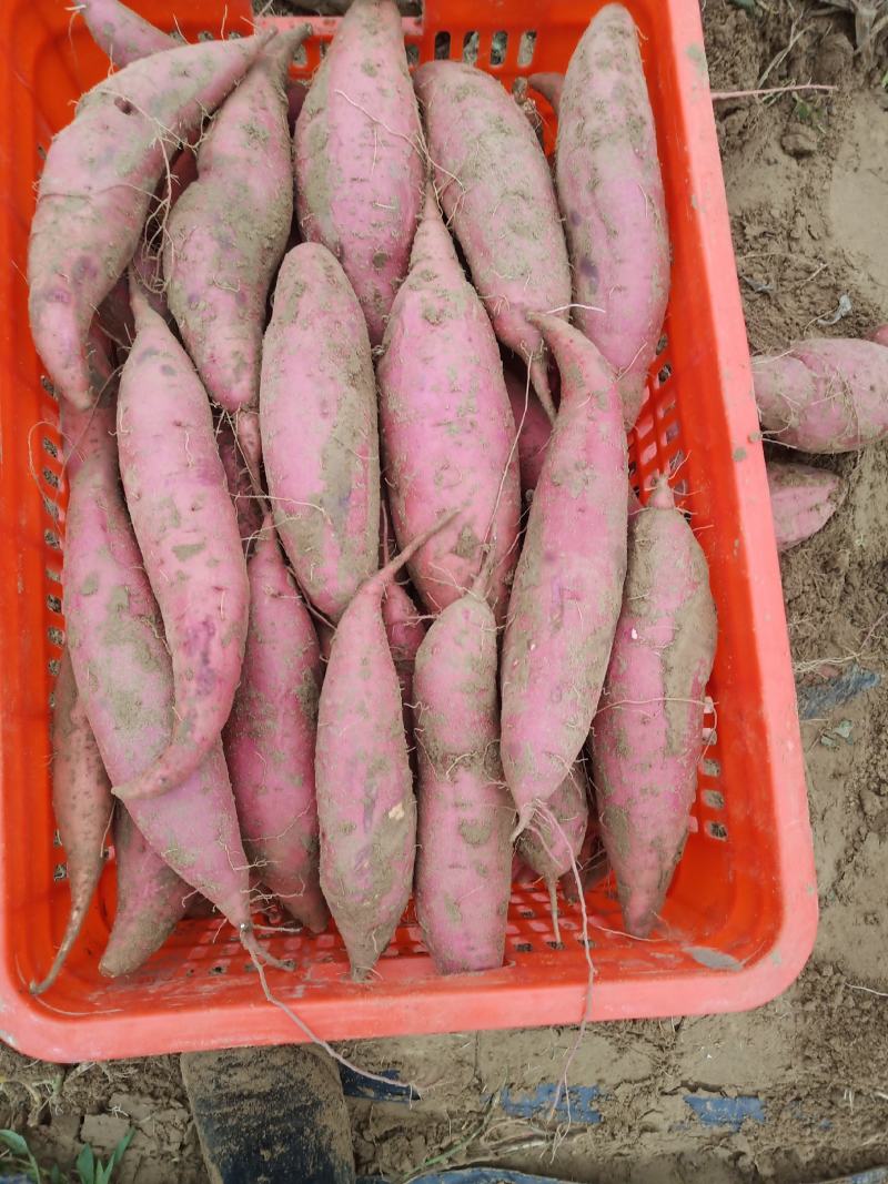 西瓜红河北饶阳县王岗万亩红暑基地纯沙地货，提供各种包装箱