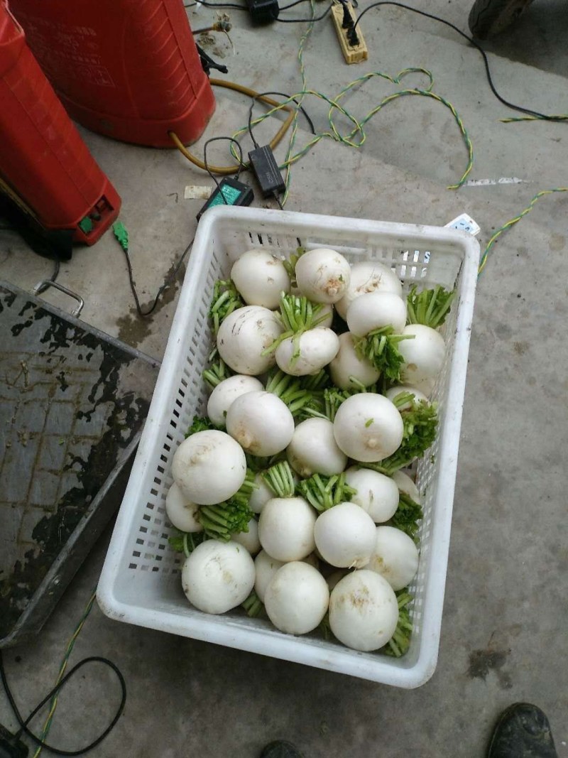 四川省成都简阳市圆萝卜