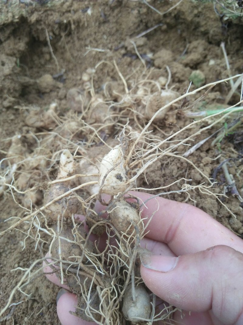 大鸡头黄精种茎芽头完好，本基地大量供应三年苗及以上。