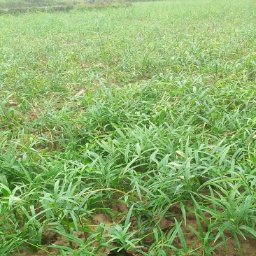 大鸡头黄精种茎芽头完好，本基地大量供应三年苗及以上。