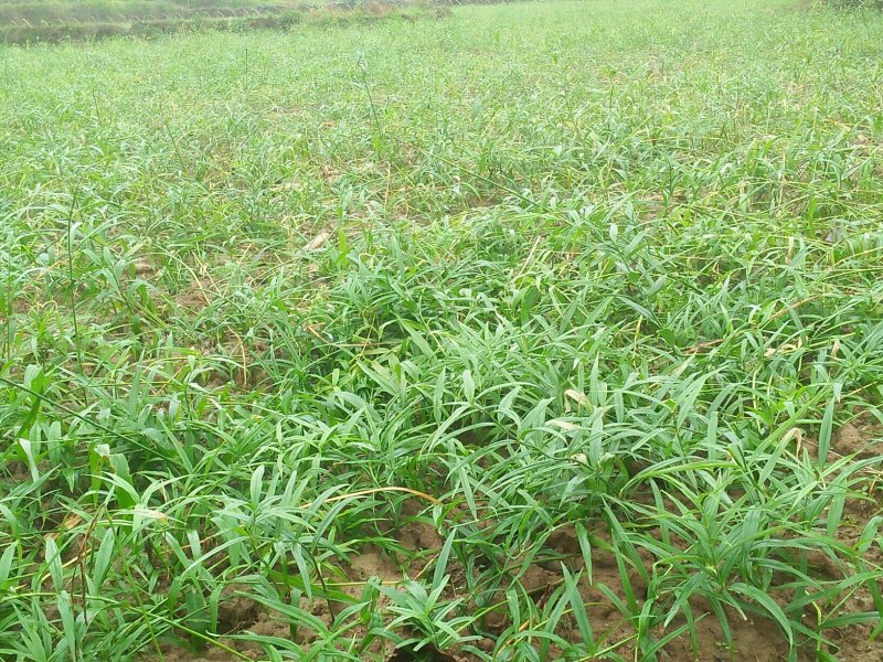 大鸡头黄精种茎芽头完好，本基地大量供应三年苗及以上。