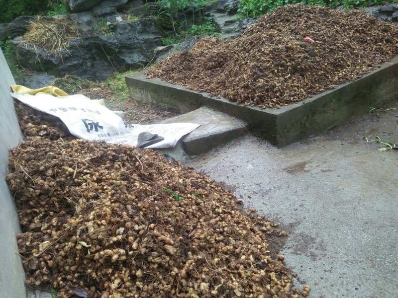 大鸡头黄精种茎芽头完好，本基地大量供应三年苗及以上。