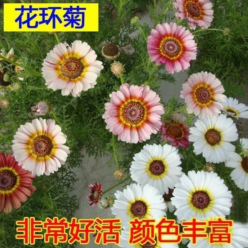 花环菊种子四季室内庭院阳台盆栽植物花草观赏花卉种