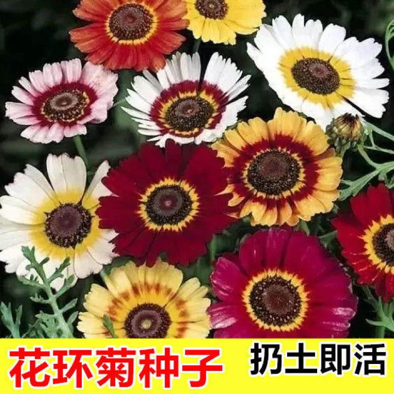 花环菊种子四季室内庭院阳台盆栽植物花草观赏花卉种