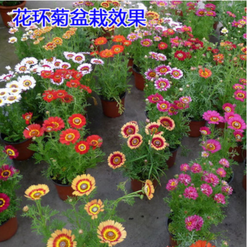 花环菊种子四季室内庭院阳台盆栽植物花草观赏花卉种
