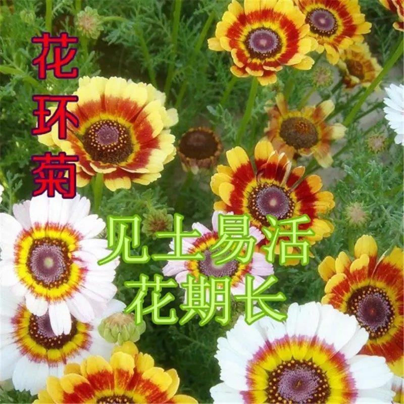 花环菊种子四季室内庭院阳台盆栽植物花草观赏花卉种
