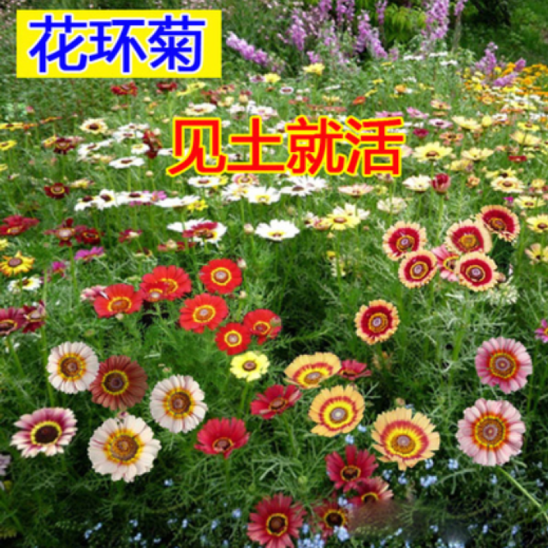 花环菊种子四季室内庭院阳台盆栽植物花草观赏花卉种