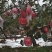 中国苹果之都山西运城平陆县中条山海拔高，特定的气候结出来
