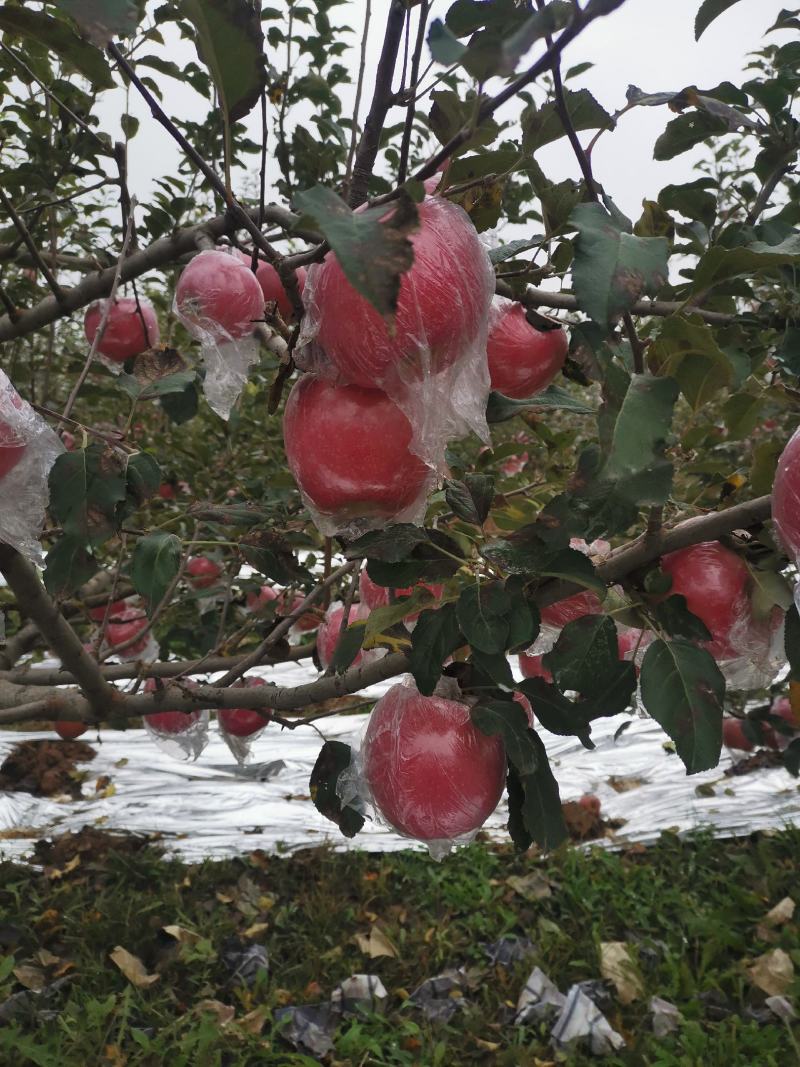 中国苹果之都山西运城平陆县中条山海拔高，特定的气候结出来