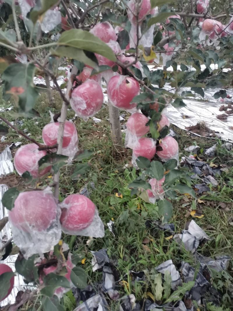 中国苹果之都山西运城平陆县中条山海拔高，特定的气候结出来