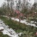 中国苹果之都山西运城平陆县中条山海拔高，特定的气候结出来