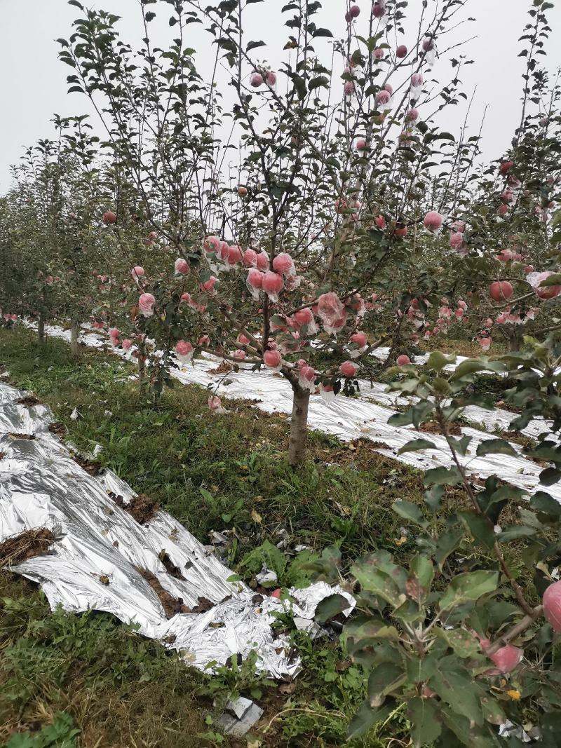 中国苹果之都山西运城平陆县中条山海拔高，特定的气候结出来