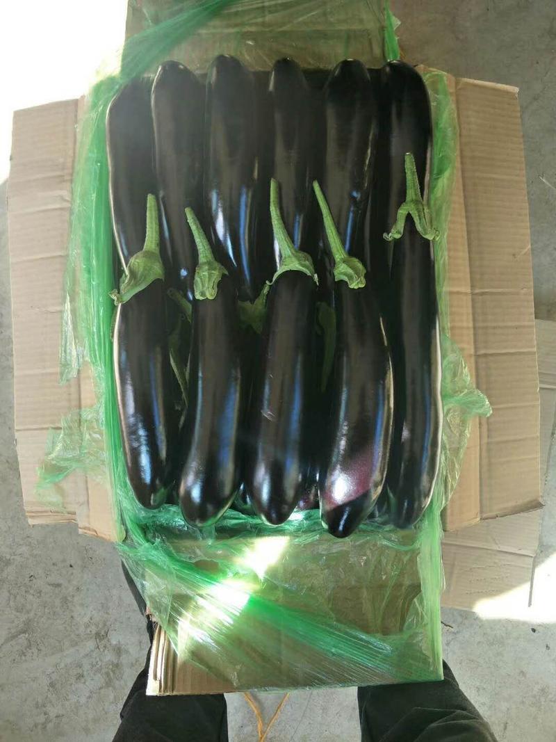 茄子紫茄子辽宁海城精品紫茄子大量上市产地直销量大从优