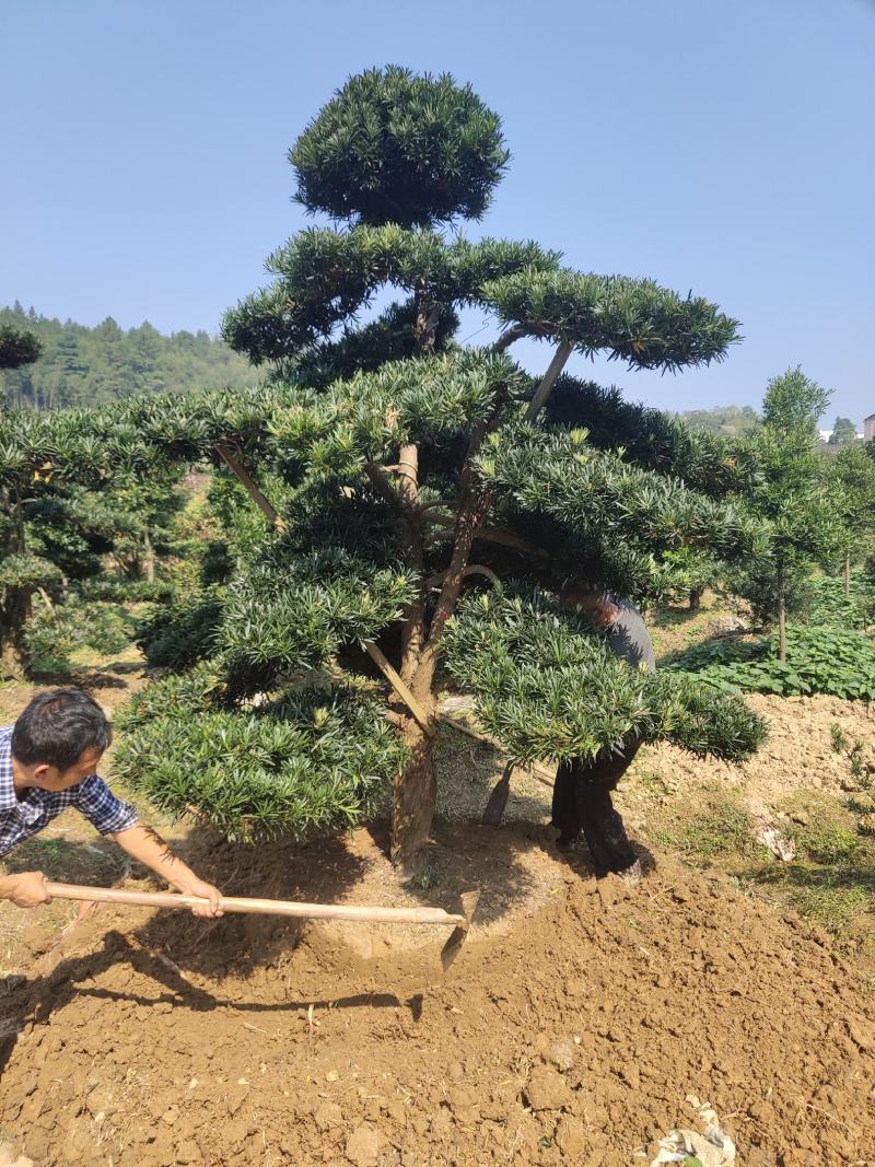 家有罗汉松，世代不受穷。