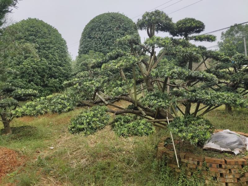 家有罗汉松，世代不受穷。