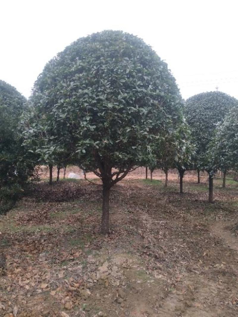 1公分至30公分精品桂花基地
