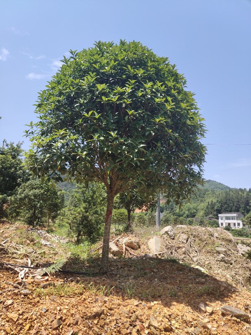 1公分至30公分精品桂花基地