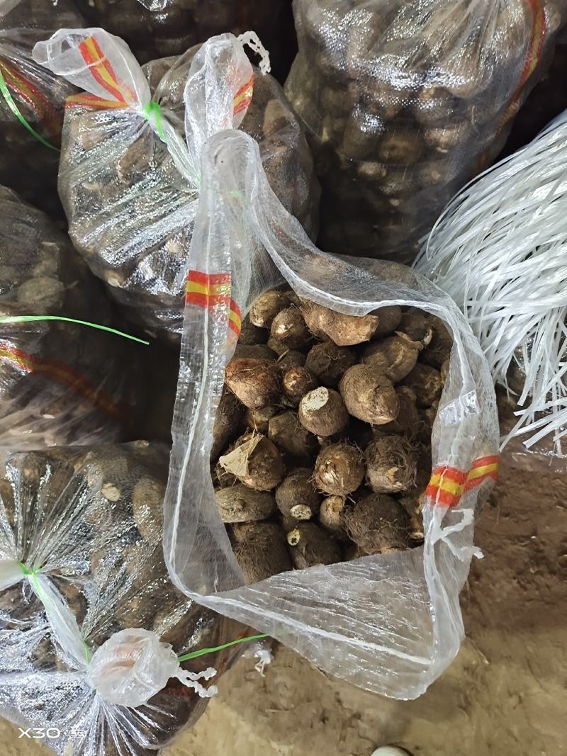 【精品】山东芋头8520，毛芋头，大量上市，大球，中球，
