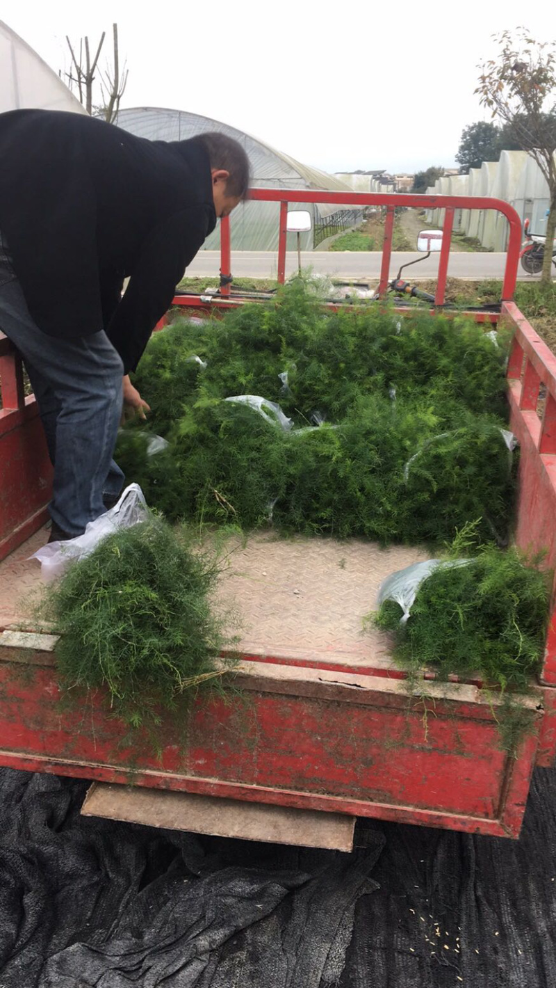 [推荐]优质天冬种苗，高产量品质好，自产自销易成活