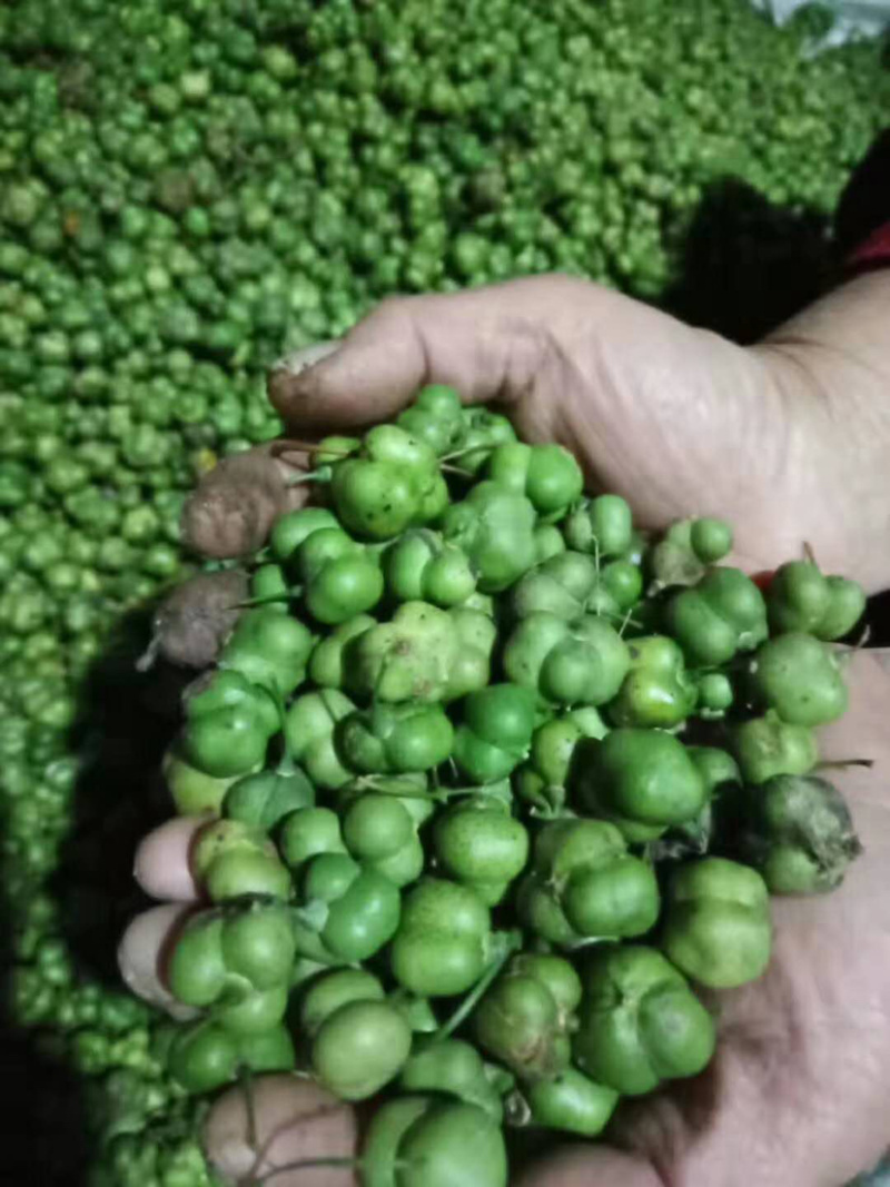 [荐]水洗黄精种子，姜形甜黄精种子，发芽率高自产自销