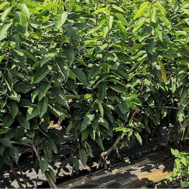 辽宁美国红樱桃苗车厘子苗提供栽培管理技术