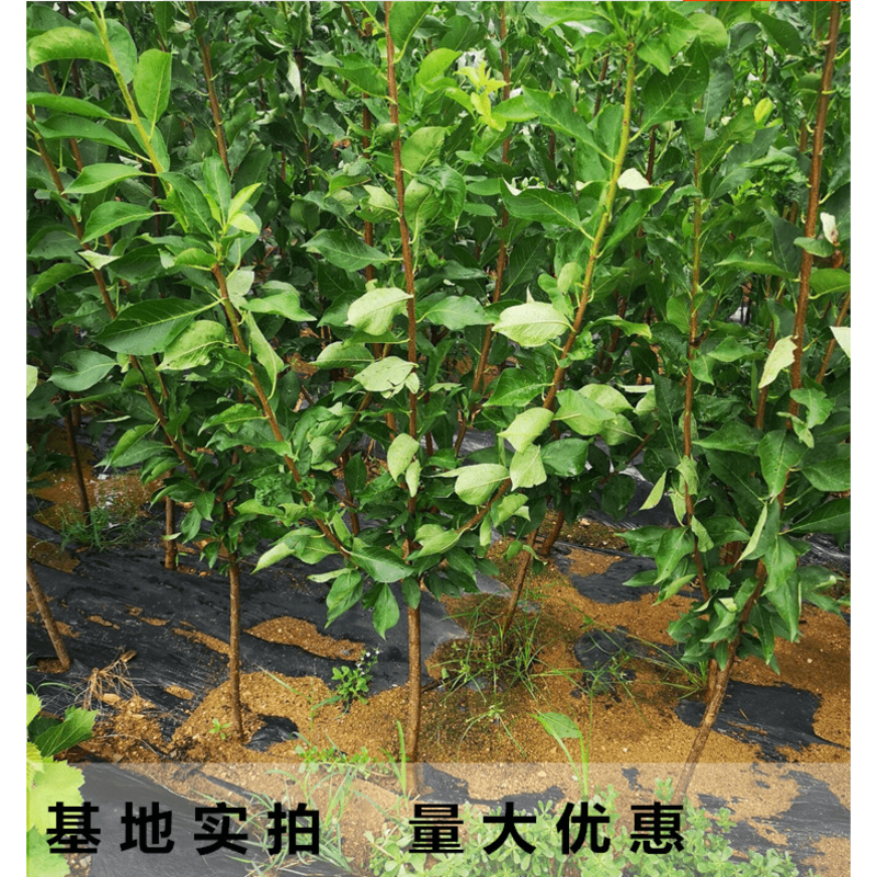辽宁美国红樱桃苗车厘子苗提供栽培管理技术