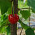 佳红樱桃苗玛瑙红樱桃树苗车厘子苗口感纯正栽培简单