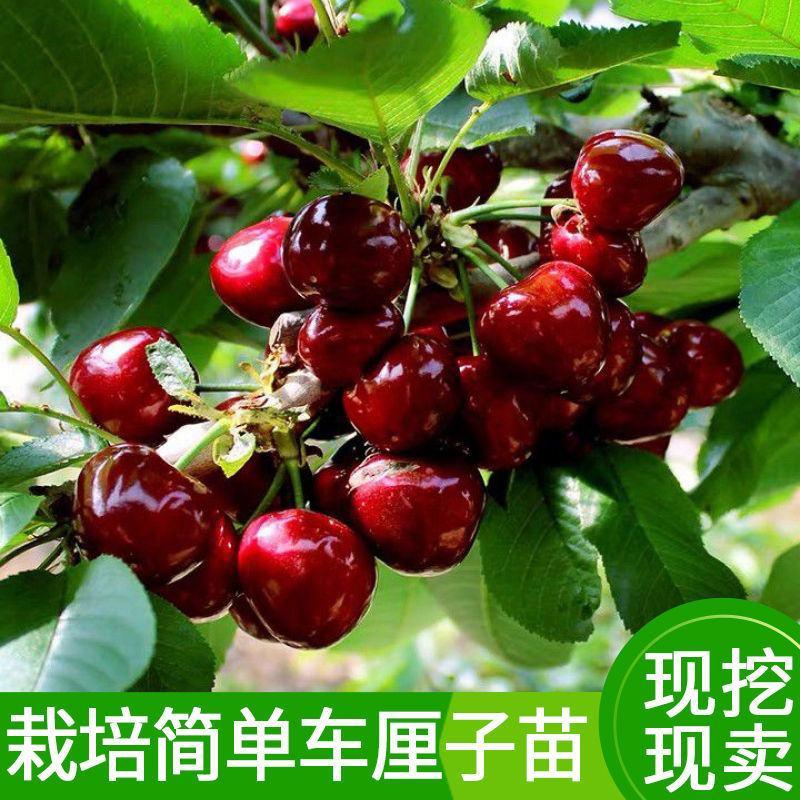 佳红樱桃苗玛瑙红樱桃树苗车厘子苗口感纯正栽培简单