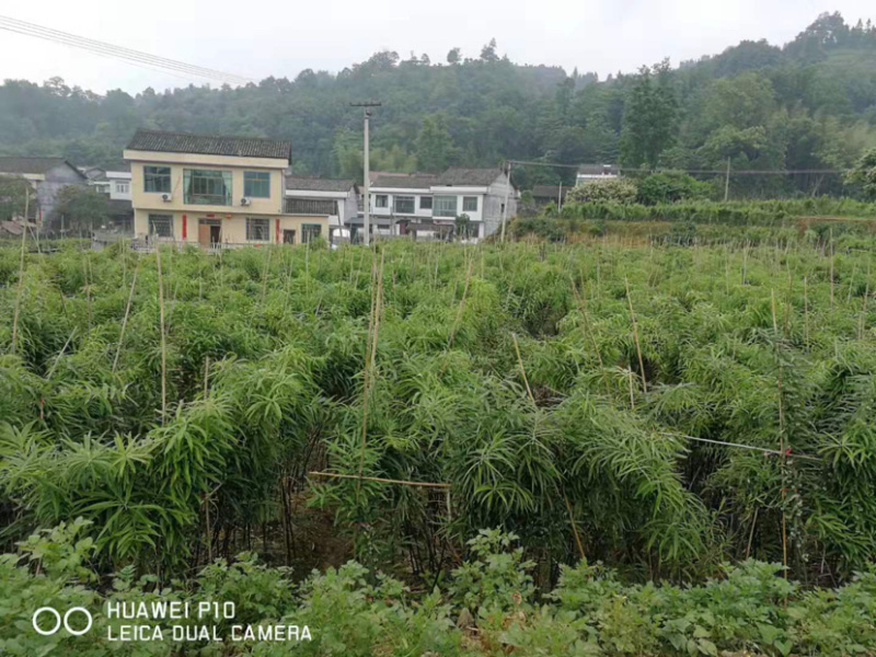多花姜型甜黄精块茎，不倒苗，块茎苗，优质品种，产量高