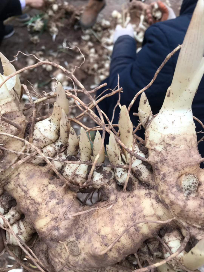 多花姜型甜黄精块茎，不倒苗，块茎苗，优质品种，产量高