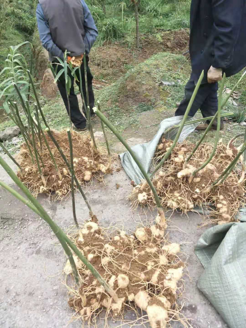 多花姜型甜黄精块茎，不倒苗，块茎苗，优质品种，产量高