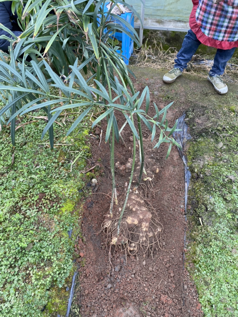 多花姜型甜黄精块茎，不倒苗，块茎苗，优质品种，产量高