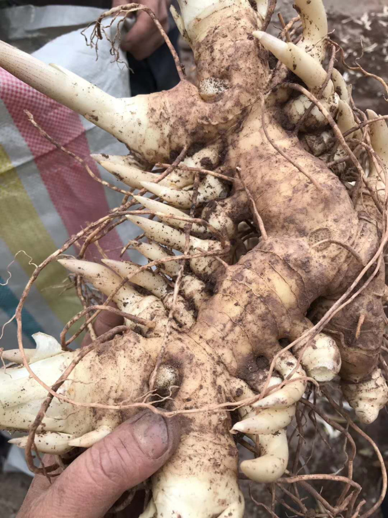 多花姜型甜黄精块茎，不倒苗，块茎苗，优质品种，产量高