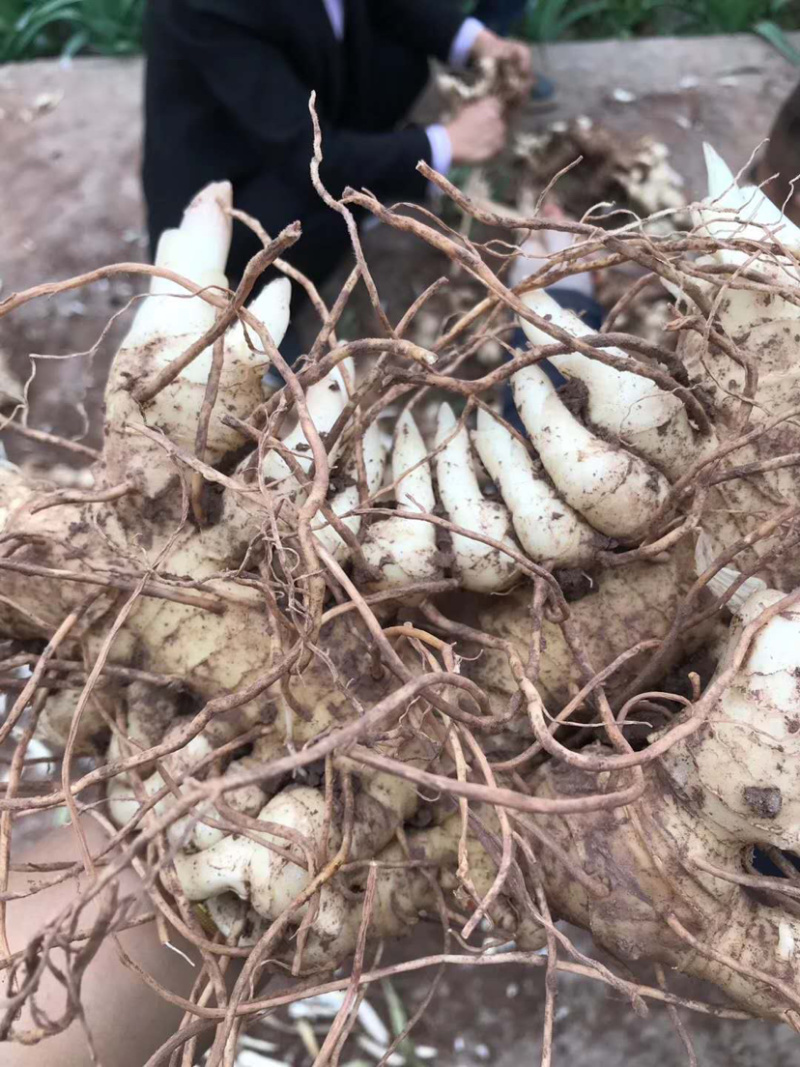 多花姜型甜黄精块茎，不倒苗，块茎苗，优质品种，产量高
