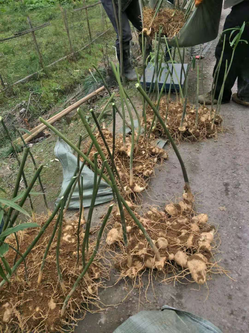 多花姜型甜黄精块茎，不倒苗，块茎苗，优质品种，产量高