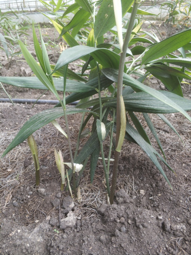 多花姜型甜黄精块茎，不倒苗，块茎苗，优质品种，产量高
